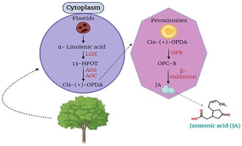 Role Of Jasmonic Acid In Plant Stress Mitigation Encyclopedia Mdpi