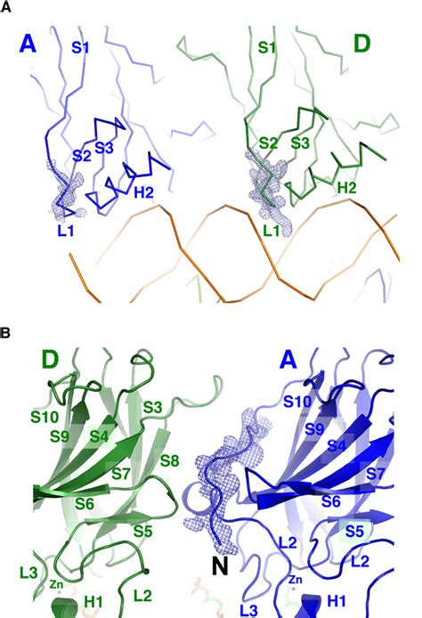 Figure 1 From Crystal Structure Of The P53 Core Domain Bound To A Full Consensus Site As A Self