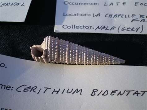 Awesome Fossils From Piranha - Member Collections - The Fossil Forum