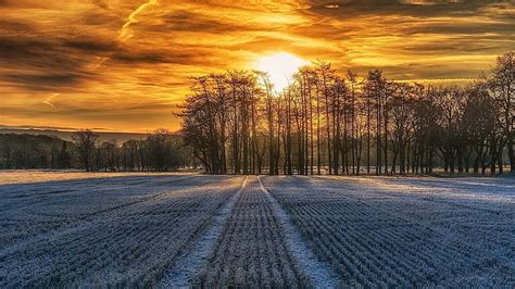 Sunset, Field, Scenery, Dawn, Trees, Orange Sky for U TV HD wallpaper ...