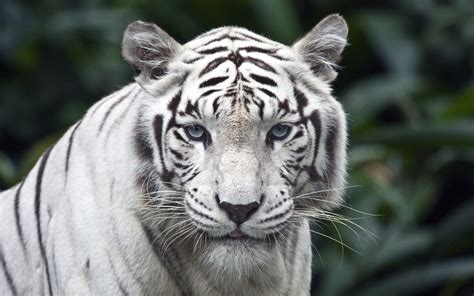 Papel De Parede Tigre Branco Em Destaque Na Floresta Wallpaper Para