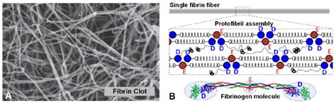 A Scanning Electron Microscopic Image Of A Human Fibrin Clot 13 Download Scientific