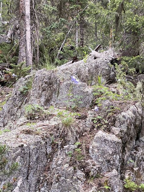 Blue Columbine From Arapaho Roosevelt National Forests Pawnee