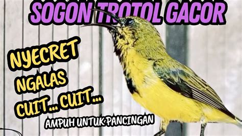 PANCINGAN SOGON TROTOL GACOR NGLEPER CUIT CUIT MEMANGGIL LAWAN YouTube