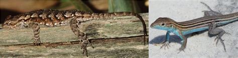 6 Types Of Lizards Found In Maryland Id Guide Nature Blog Network