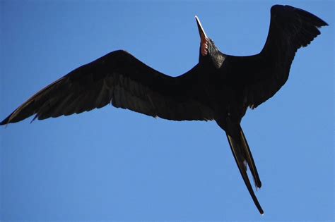 Tijereta De Mar Magnificent Frigatebird Fregata Magnificens A