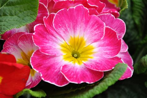 primula