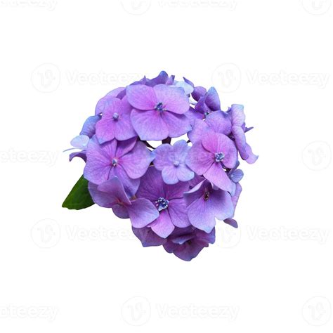 Hydrangea violet garden flower blooming head isolated plant, cut out