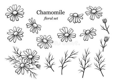 Chamomile Flower Line Art Drawing Daisy Wild Flowers And Leaves Isolated On White Background