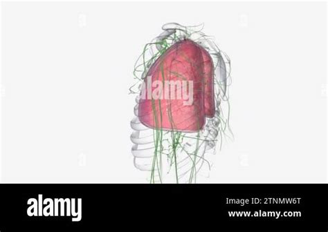 In Stage 2a Lung Cancer The Tumor Measures Between 4 Cm And 5 Cm And