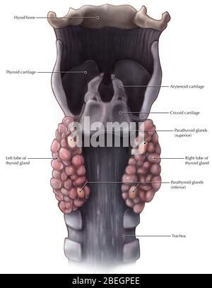 Thyroid and Parathyroid Anatomy Stock Photo - Alamy