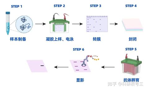 8年wb经验整理：western Blot最全操作详解64个问题分析 知乎