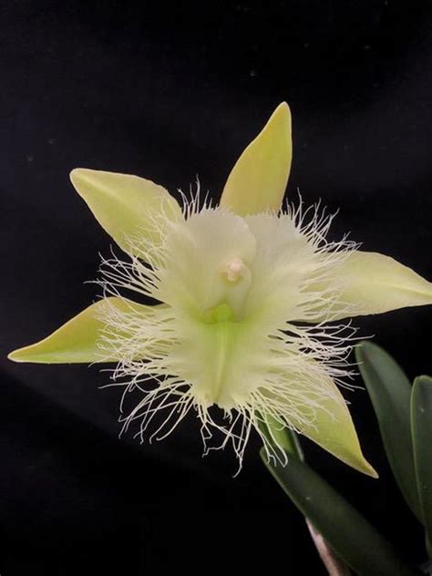 Brassavola Digbyana 3 Pot Blooming Size Contact Us For Availability