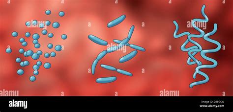 Bacteria Shapes Illustration Stock Photo Alamy