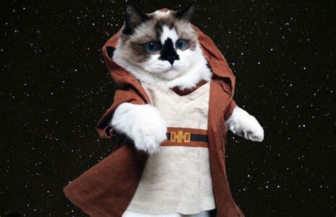 Top 105 Star Wars Cat Names For Your Jedi Cats Petpress