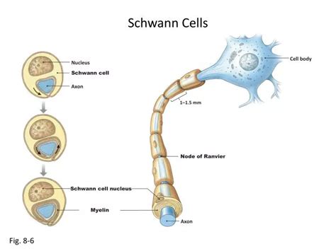 PPT - Schwann Cells PowerPoint Presentation, free download - ID:2434271