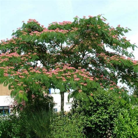 Albizia Julibrissin Ombrella - Drvo svile, Albicija