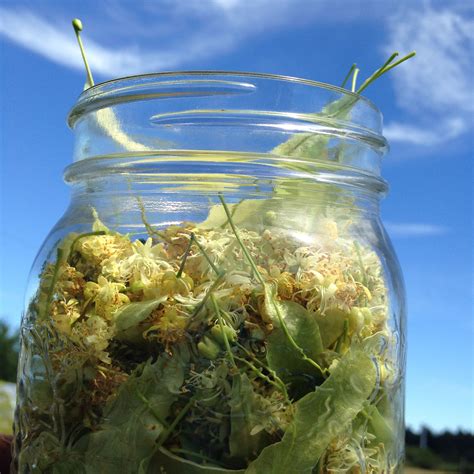 Herbal Medicine Making Workshop | Hands-On Weekend at Ravensong