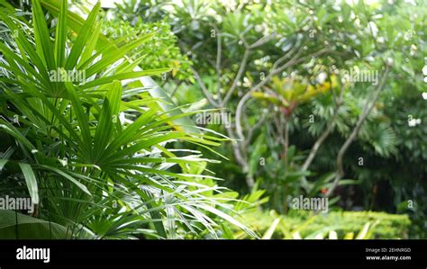 Beautiful Landscape Of Exotic Tropical Garden Dense Impassable