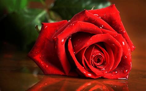 3d Flower Wallpapers Rose Wallpaper Cave