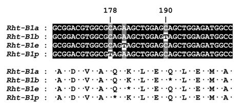 The Alignment Of Nucleotide And Translated Amino Acid Sequences Of Wild