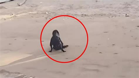 Une Créature Terrifiante A été Repérée Sur Une Plage Personne Ne Veut