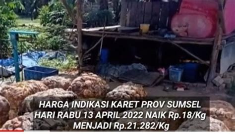 Harga Karet Sumsel Hari Ini Naik Rp18 Kg Rabu 13 April 2022 Musi