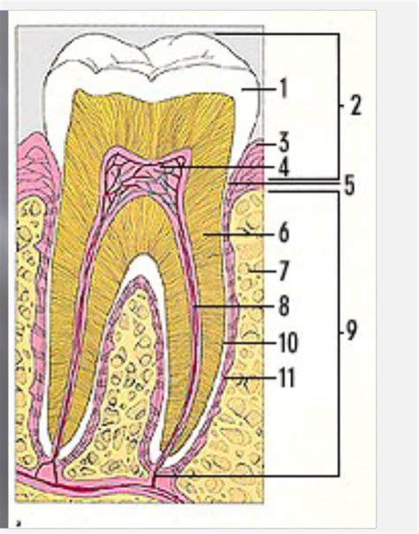 Dentition And Nomenclature Diagram Quizlet