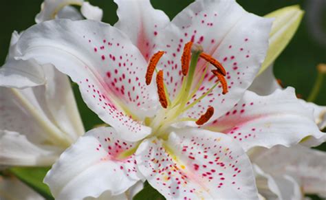 Lys Ou Lis Lilium Fleur Plantation Culture Entretien