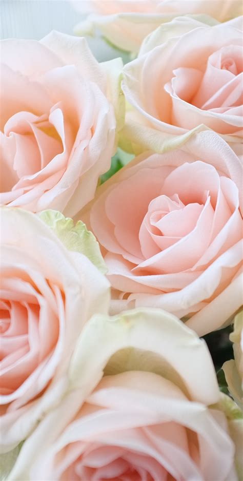 Light Pink Roses Wallpapers - Wallpaper Cave