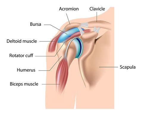 Shoulder Pain Why It Hurts When To Worry Bursitis Beyond