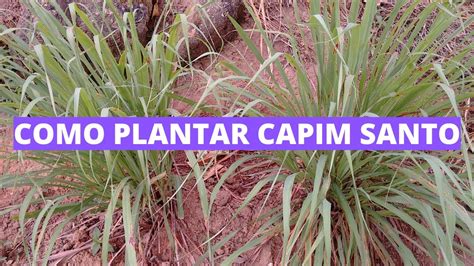 Como Plantar Capim Santo YouTube