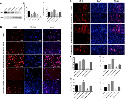 Microrna A P Regulates Neurogenic Skeletal Muscle Atrophy By