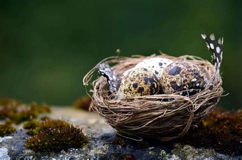 Many birds are laying their eggs earlier than 100 years ago, by almost ...