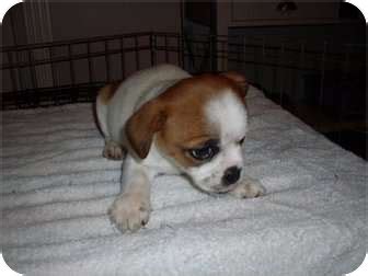 dixie adopted puppy adopted rochester nh english bulldogchihuahua mix