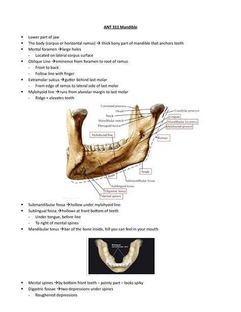 ANT 311 Osteology The Mandible ANT 311 Mandible Lower Part Of Jaw