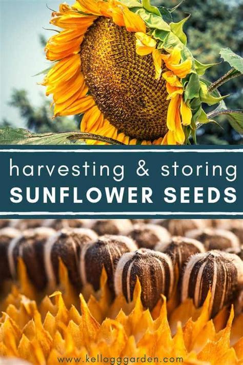 Harvesting and Storing Sunflower Seeds: A Step-by-Step Guide