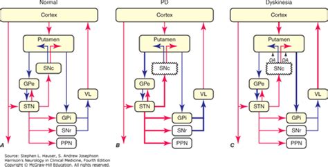 Parkinsons Disease And Other Movement Disorders Neupsy Key