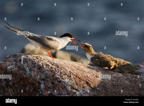 Tern And Baby Birds Stock Photo Alamy