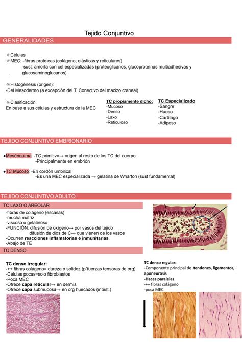 Tejido Conjuntivo Resumen hecho desde el libro de histología Ross