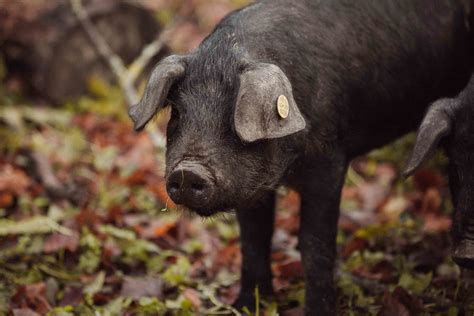 Des Porcs Noirs Gascons Heureux Les Gascons Des Demoiselles