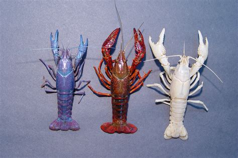 Color Variations In The Red Swamp Crawfish