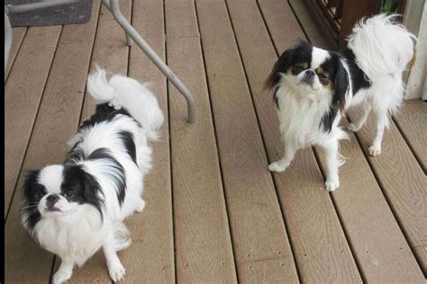 Japanese Chin Puppies, All Japanese, American Kennel Club, Akc, New ...