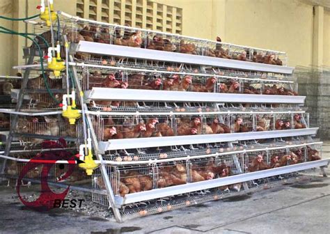 Installation Of Tiers Of Chicken Cage In Poultry Farm