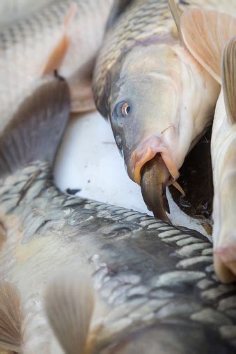 Carp And Catfish Stock Photo - Download Image Now - Aquaculture, Animal ...