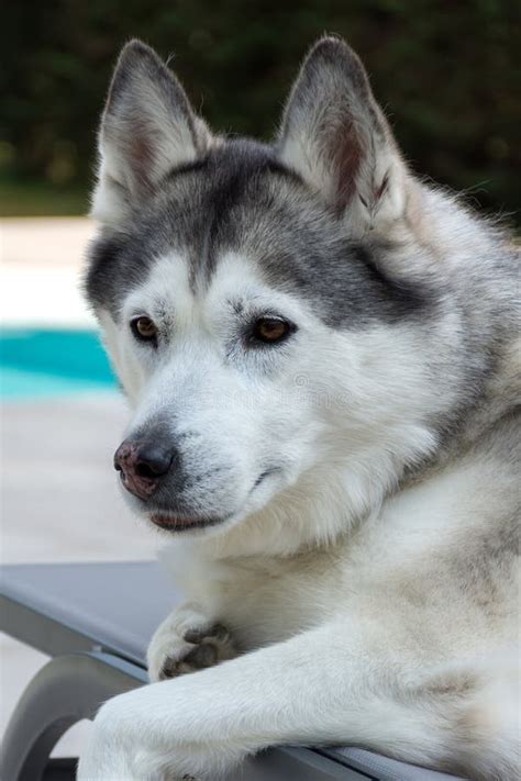 Perro Husky Siberiano Tendido En Una Tumbona Foto De Archivo Imagen