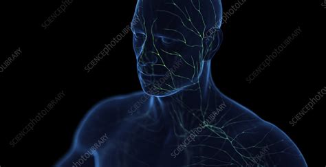 Male Lymphatic System Illustration Stock Image F038 4965 Science