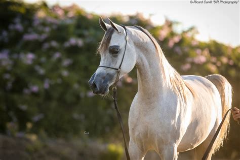 Caballos Árabes Sir Photography