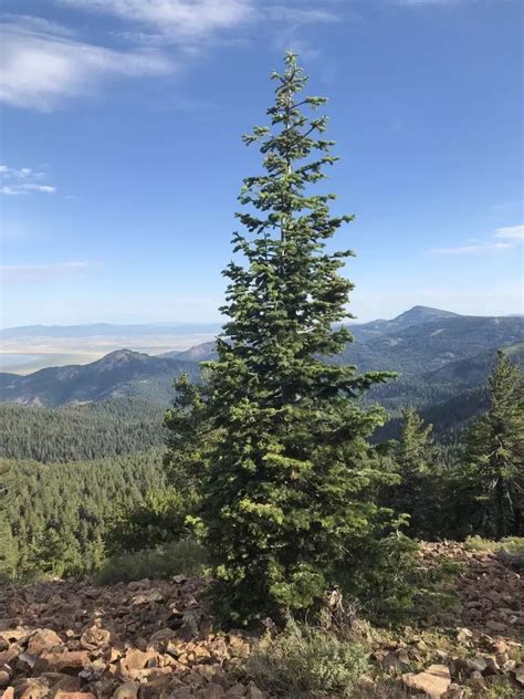 Abies Concolor Ssp Concolor NM Lincoln Conifer Concolor Fir