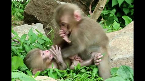 Baby monkeys playing happily - YouTube